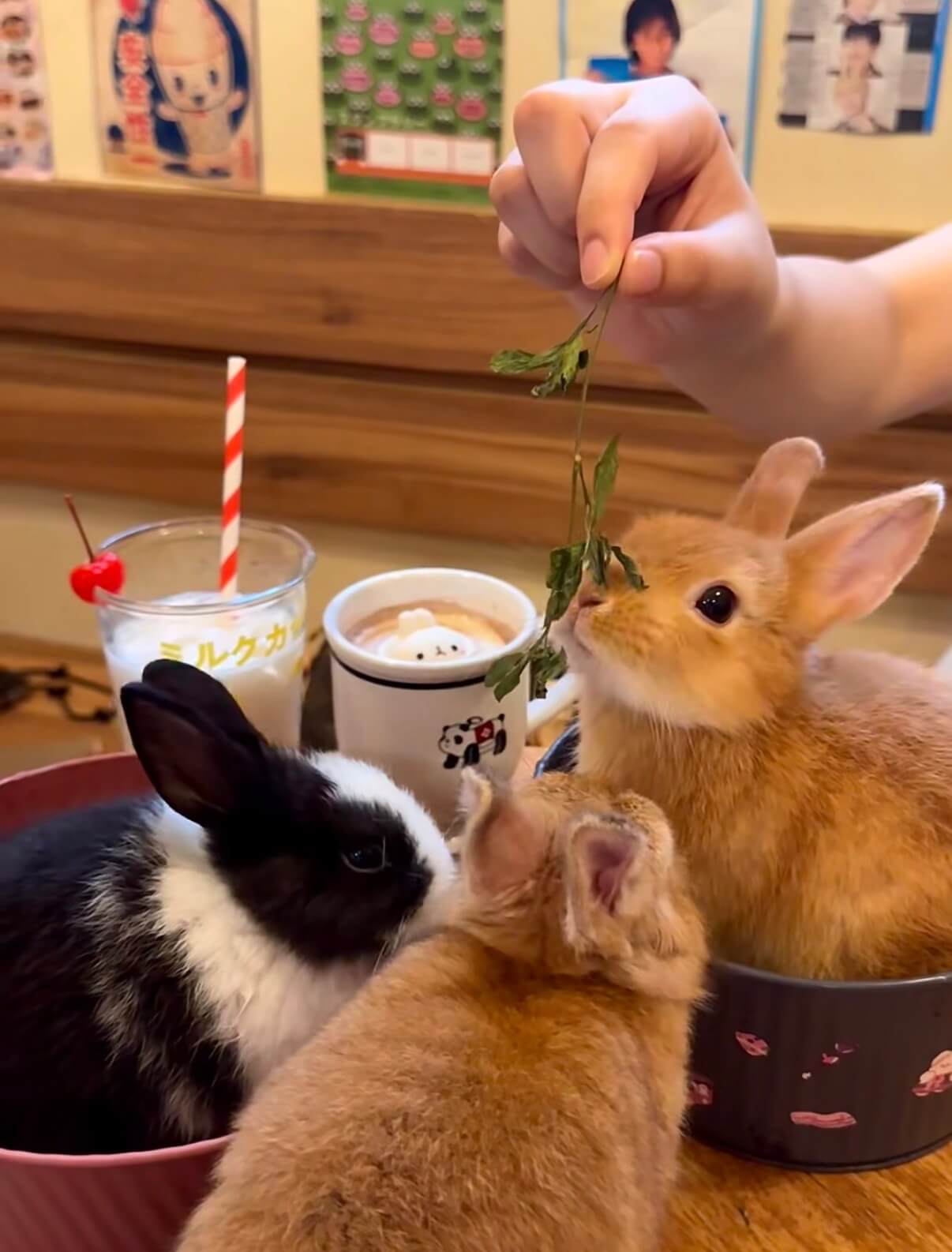 Tuyuewu Rabbit Cafe